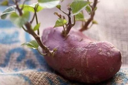 发了芽的红薯还能吃吗？